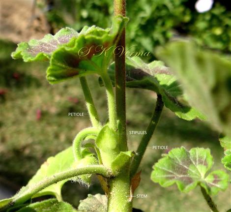  Stipules